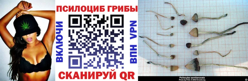 магазин    Шлиссельбург  Псилоцибиновые грибы Psilocybine cubensis 